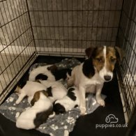 Jack Russell - Both