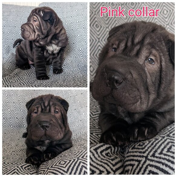 Shar Pei - Both