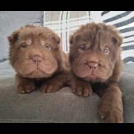 Shar Pei - Both