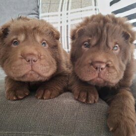 Shar Pei - Both