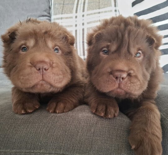 Shar Pei