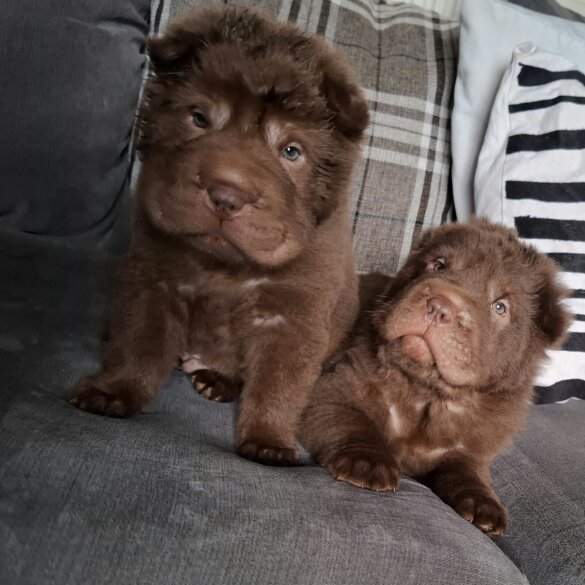 Shar Pei - Both