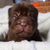 Shar Pei - Both