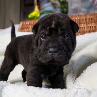 Shar Pei - Both