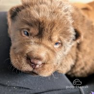 Shar Pei - Both