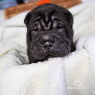 Shar Pei - Both