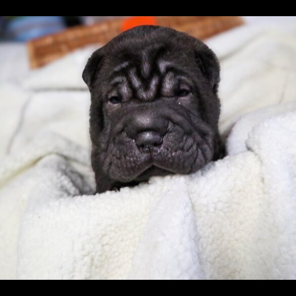 Shar Pei - Both