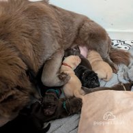 Shar Pei - Both