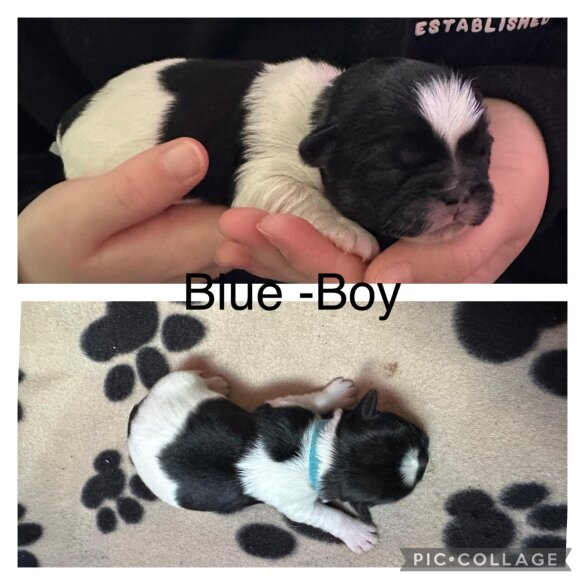 Shih Tzu - Both