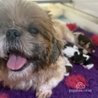 Shih Tzu - Both