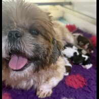 Shih Tzu - Both