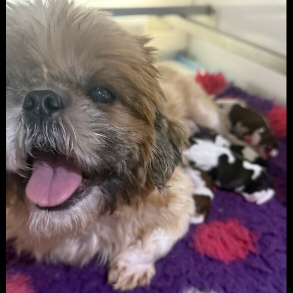 Shih Tzu - Both