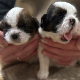 Shih Tzu - Both