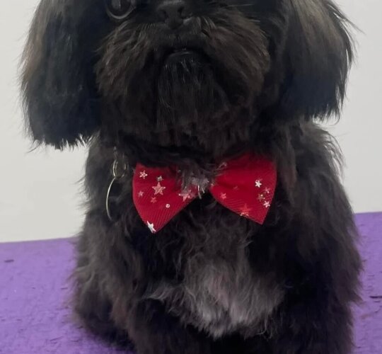 Shih Tzu