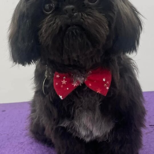 Shih Tzu