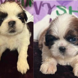 Shih Tzu - Both