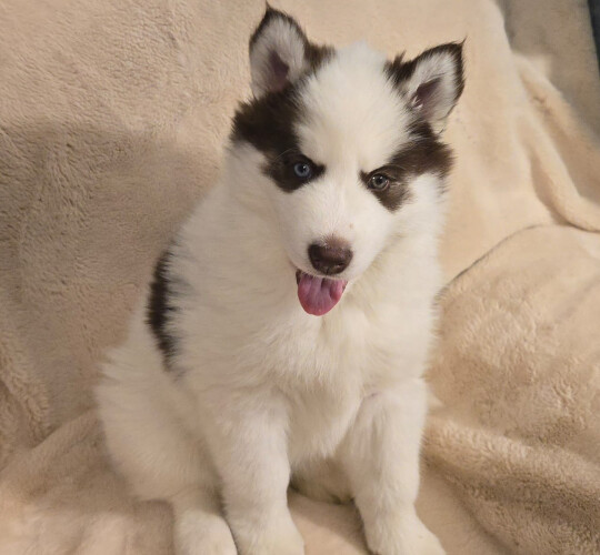 Siberian Husky