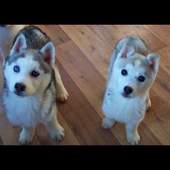 Siberian Husky - Both