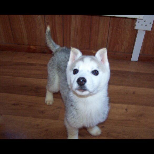 Siberian Husky - Both