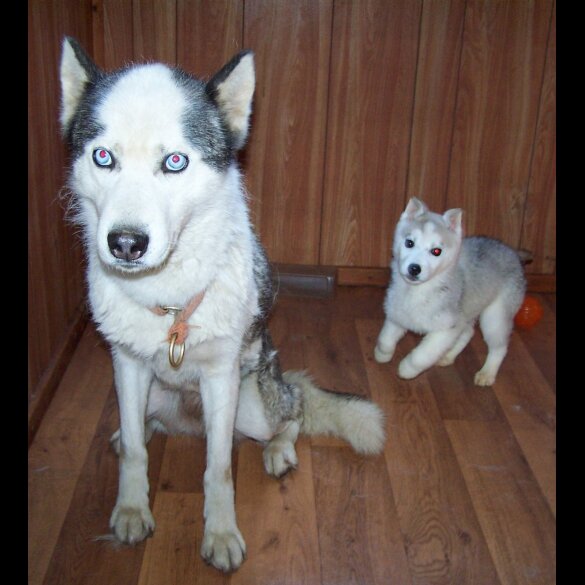 Siberian Husky - Both