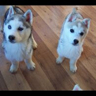 Siberian Husky - Both