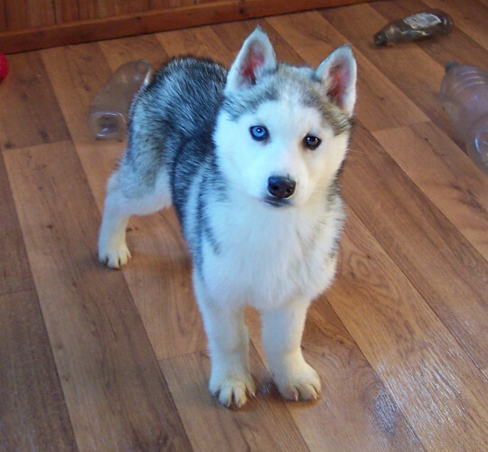 Siberian Husky