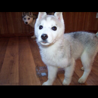 Siberian Husky - Both