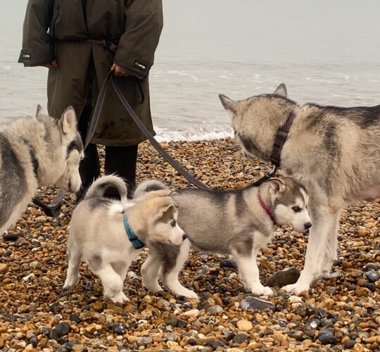 Siberian Husky