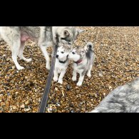 Siberian Husky - Both