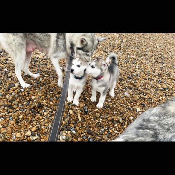 Siberian Husky - Both