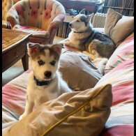 Siberian Husky - Both