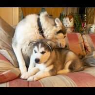 Siberian Husky - Both