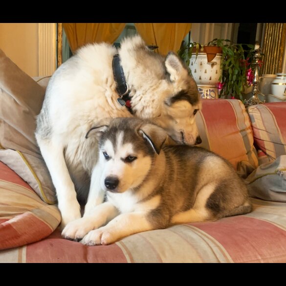 Siberian Husky - Both