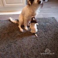 English Springer Spaniel - Both