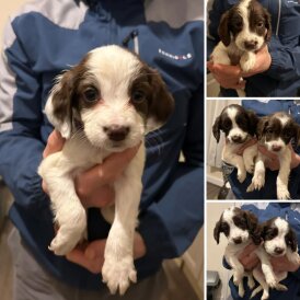 English Springer Spaniel - Both