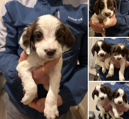 English Springer Spaniel