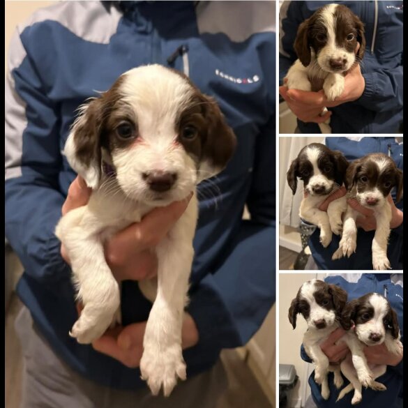 English Springer Spaniel - Both