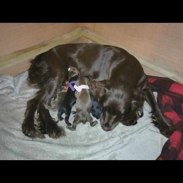 Sprocker Spaniel - Both