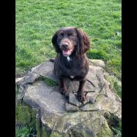 Sprocker Spaniel - Dogs