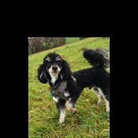 Sprocker Spaniel - Dogs