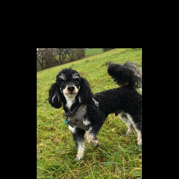 Sprocker Spaniel - Dogs