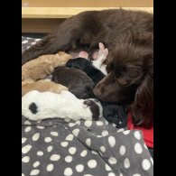 Sprocker Spaniel - Dogs