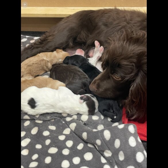 Sprocker Spaniel - Dogs