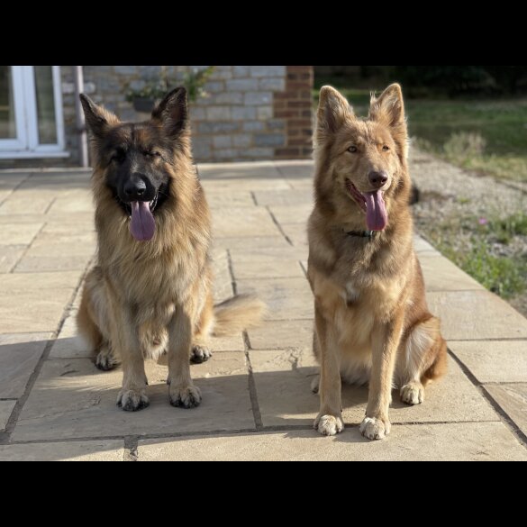 German Shepherd (Alsatian) - Both