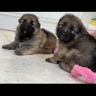 German Shepherd (Alsatian) - Both