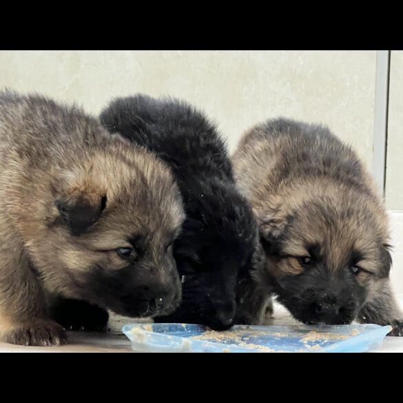 German Shepherd (Alsatian) - Both