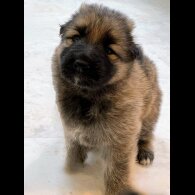 German Shepherd (Alsatian) - Both