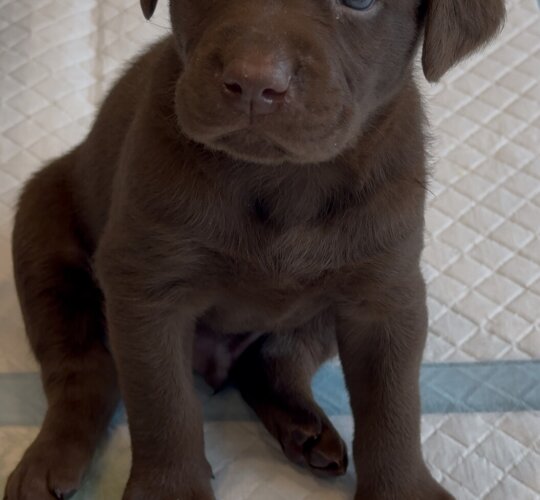 Labrador Retriever