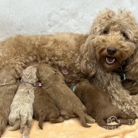 Goldendoodle - Both