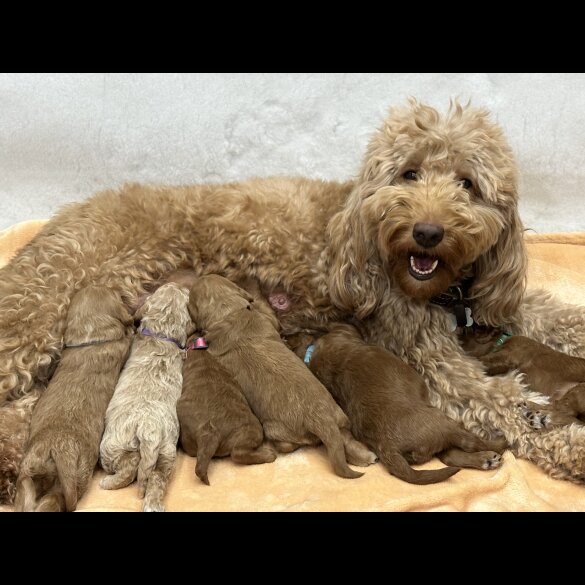 Goldendoodle - Both